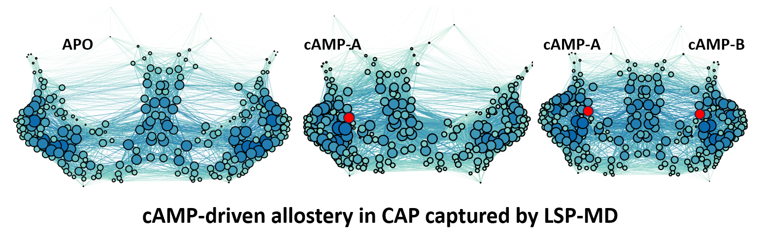 ForceAtlas2 layout of CAP sidechain network across apo, single cAMP-bound, and doubly cAMP-bound states.
