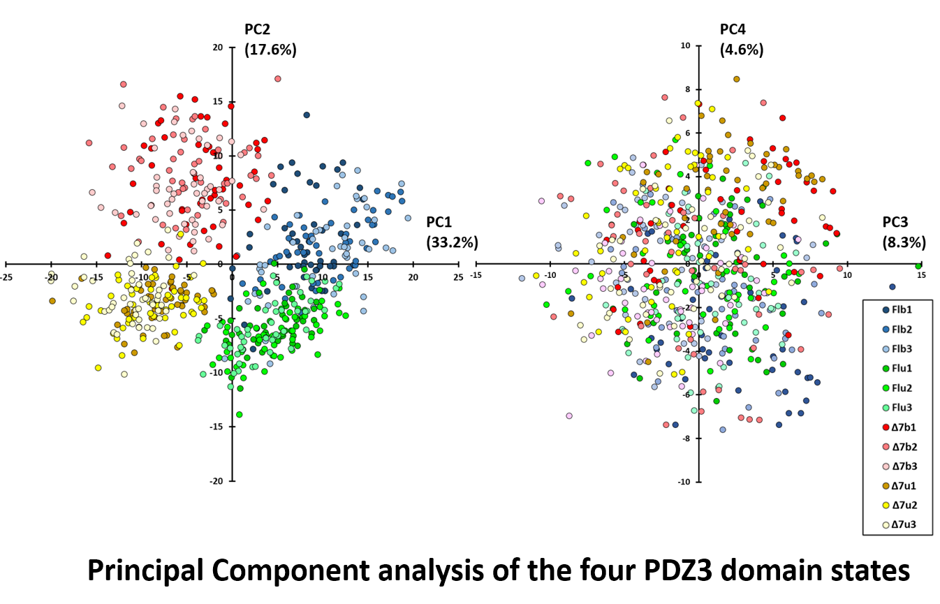 PCA projection of degree-centrality vectors from four PDZ3 constructs across replicate trajectories.
